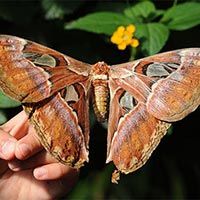 casa de las mariposas roma